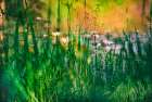 Soft composite of water lilies in a pond Art Print